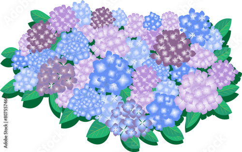 Hydrangea in the rainy season in June