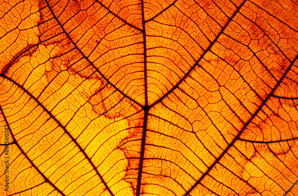 Fototapeta premium Leaf pattern When affecting sunlight, naturally beautiful