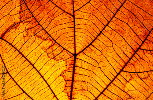 Leaf pattern When affecting sunlight, naturally beautiful