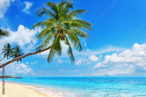 Tropical island paradise sea beach, ocean water, green coconut palm tree leaves, sand, sun blue sky cloud, beautiful nature landscape, Caribbean, Maldives, Thailand, summer holidays, vacation, travel