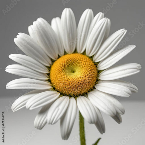 daisy on white