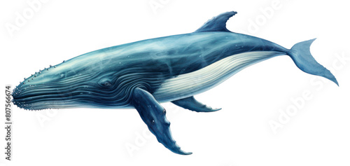 PNG Whale animal mammal fish.