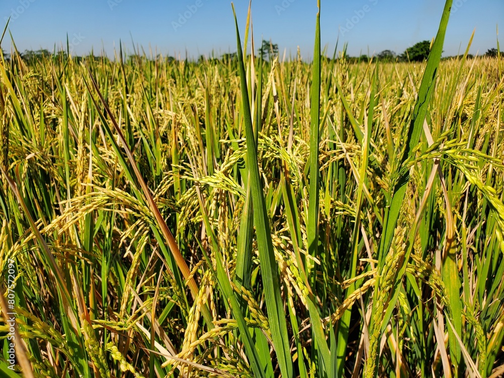 Obraz premium Yellowing rice in the rice fields accompanied the beautiful sky. taken in Purbalingga, Central Java