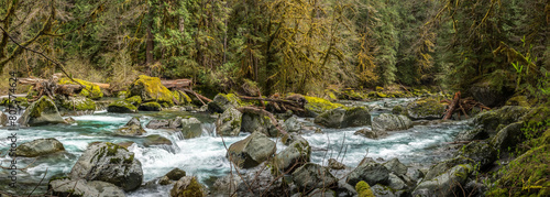 river in the forest