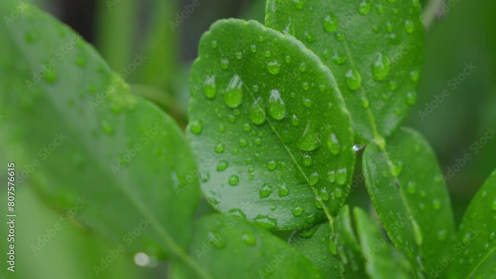 Lush green plants, Citrus × amblycarpa, water moisture, garden scenery Lush green plants, Citrus × amblycarpa, water moisture, garden scenery
