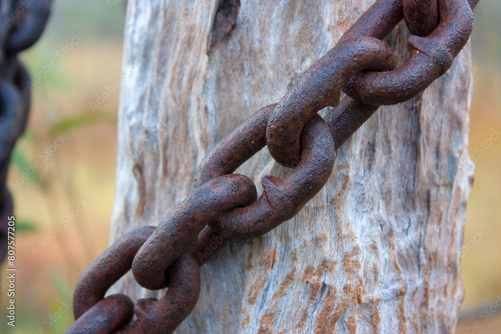 Rustic iron chain hangs from sturdy tree trunk, blending nature with man-made. Aged, textured, weathered, organic, contrast, strength, unity. Rustic iron chain hangs from sturdy tree trunk, blending nature with man-made. Aged, textured, weathered, organic, contrast, strength, unity.