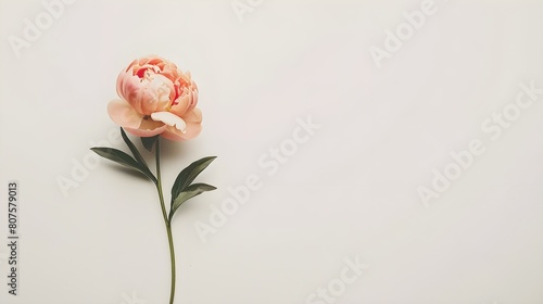 Fototapeta Naklejka Na Ścianę i Meble -  Peachy peony flower on white background. Minimal stylish still life floral composition