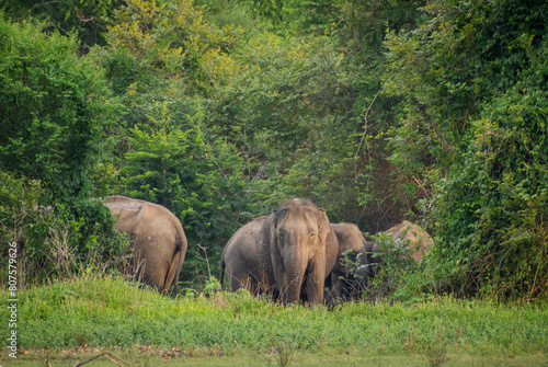 A herd of elephants in the wild