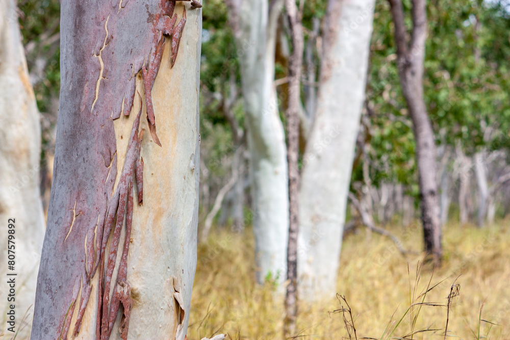 Fototapeta premium bushland, Outback scenery in Far North Queensland, Australia
