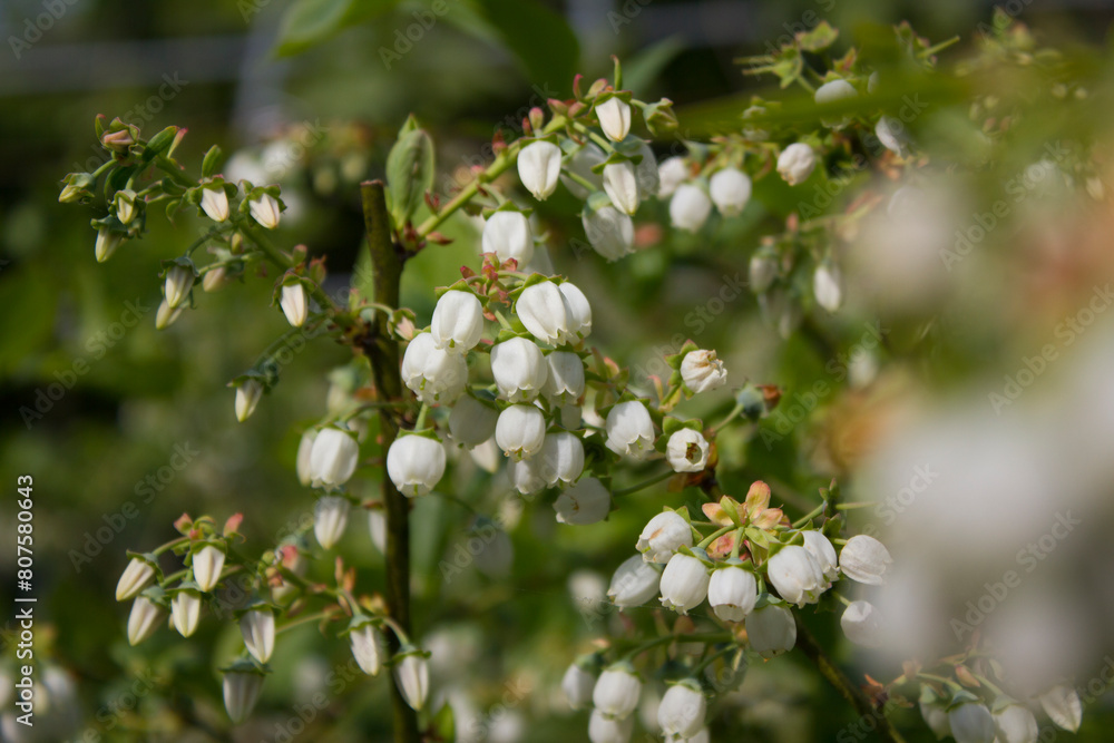 White flowers on blueberry stem White flowers on blueberry stem