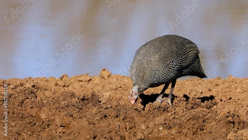 A helmeted guineafowl (Numida meleagris) drinking at a waterhole, South Africa photo