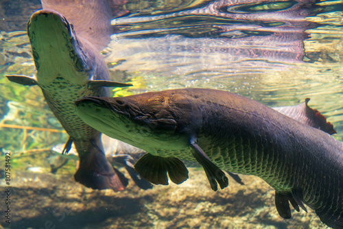 Arapaima gigas, one of the largest fish living in the Amazon River © Dreamnordno