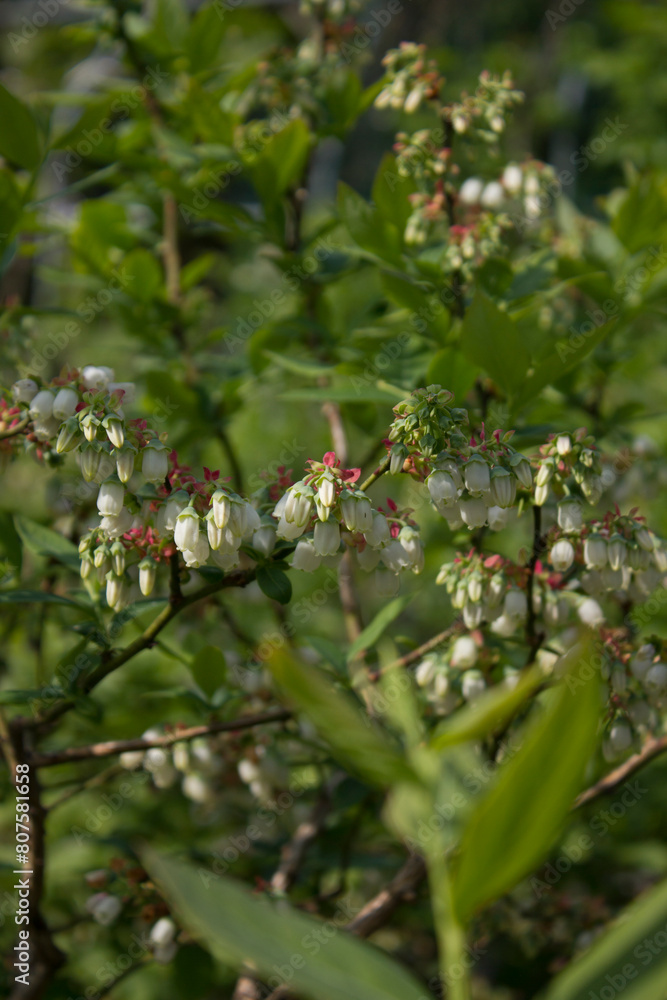 White flowers on blueberry stem White flowers on blueberry stem