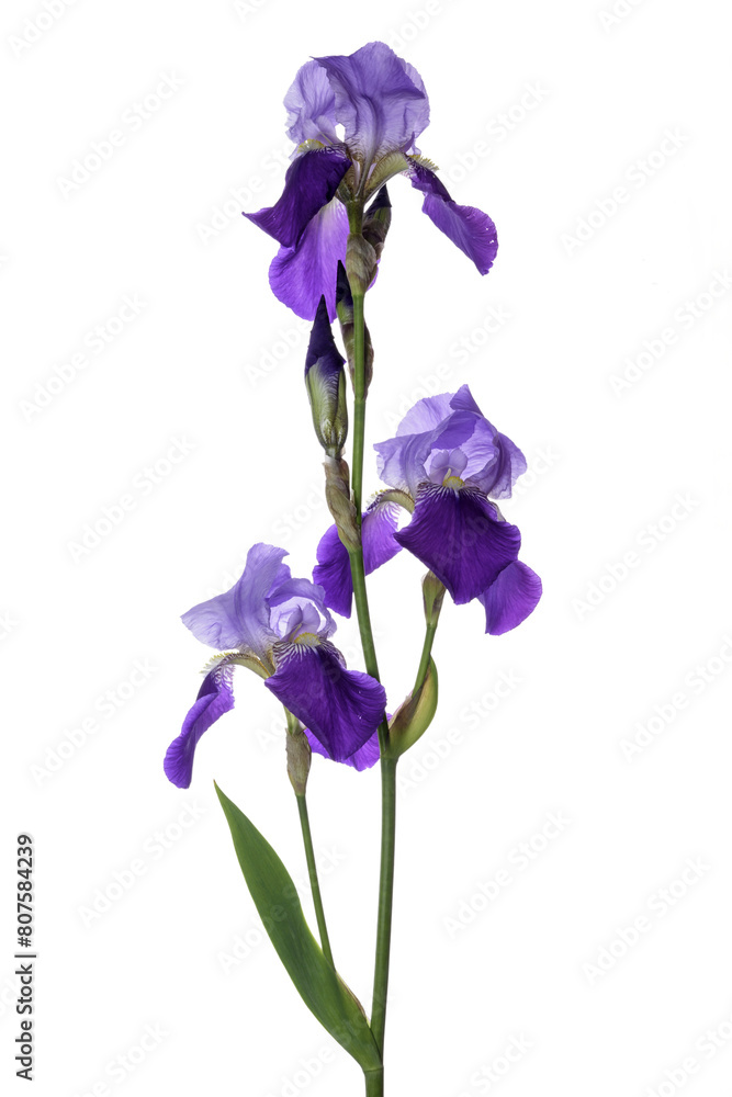 blue iris isolated on white blue iris isolated on white
