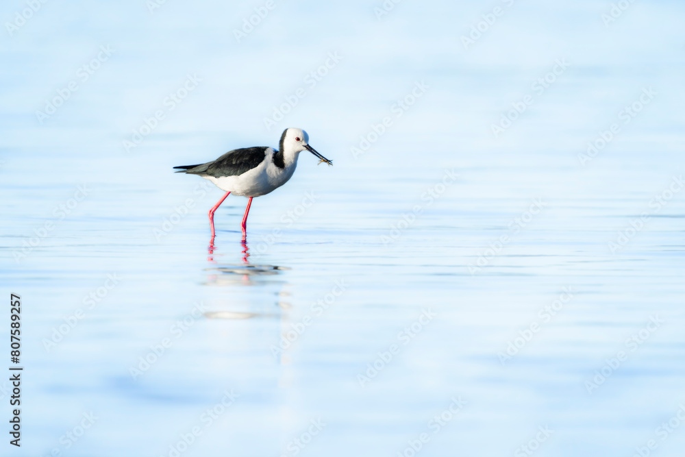 Pied stilt wading and searching for crab Pied stilt wading and searching for crab