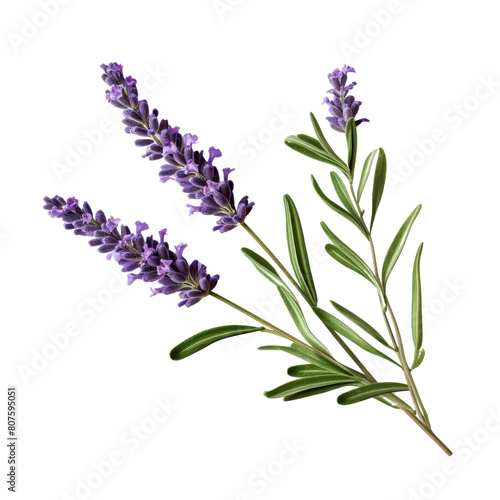 A beautiful image of lavender flowers