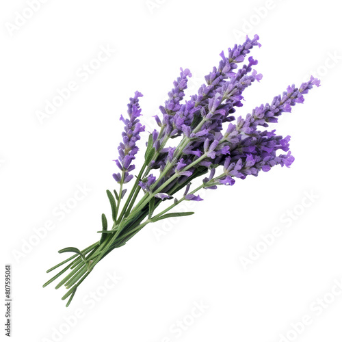 A beautiful image of lavender flowers