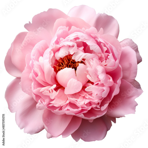 A beautiful pink peony isolated on a transparent background.