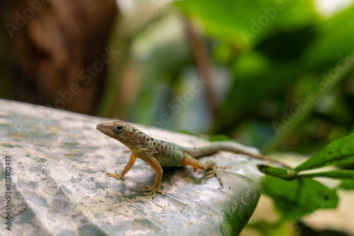 A green lizard is on a leaf. The lizard is green and brown © Dreamnordno