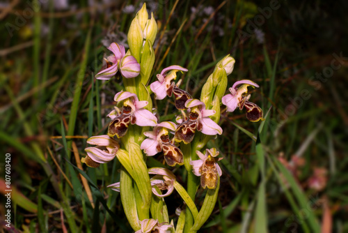 Abundantly flowering Carmel Bee-Orchid (Ophrys umbilicata), in natural habitat, Cyprus