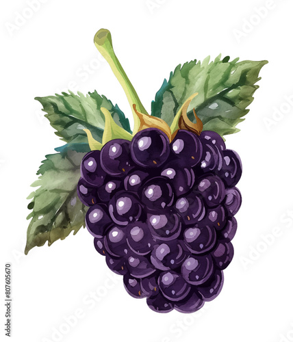 black berry fruit watercolor digital painting good quality