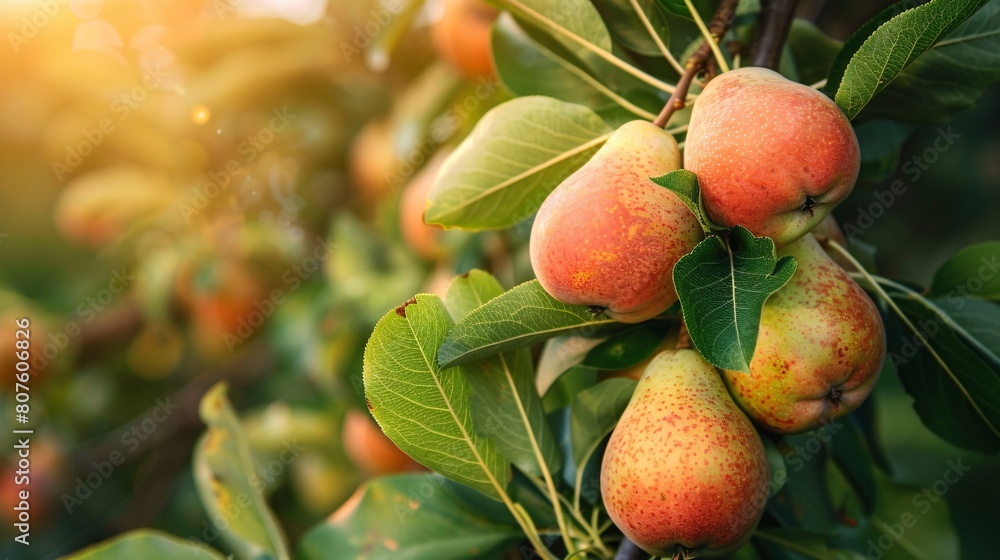 a group of pears on a tree a group of pears on a tree
