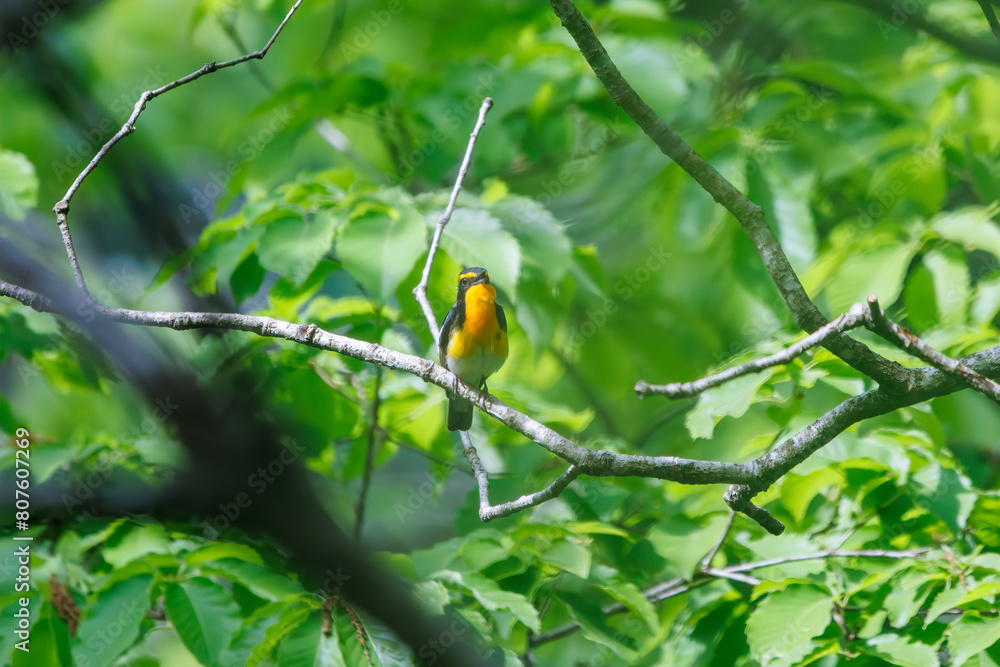 新緑の林で美しくさえずる可愛いキビタキ（ヒタキ科）。

日本国神奈川県相模原市、早戸川林道にて。
2024年4月撮影。

A lovely Narcissus Flycatcher, (Ficedula narcissina, family Cyanopterygidae) singing beautifully in in the fresh greenery woods.

At Hayato