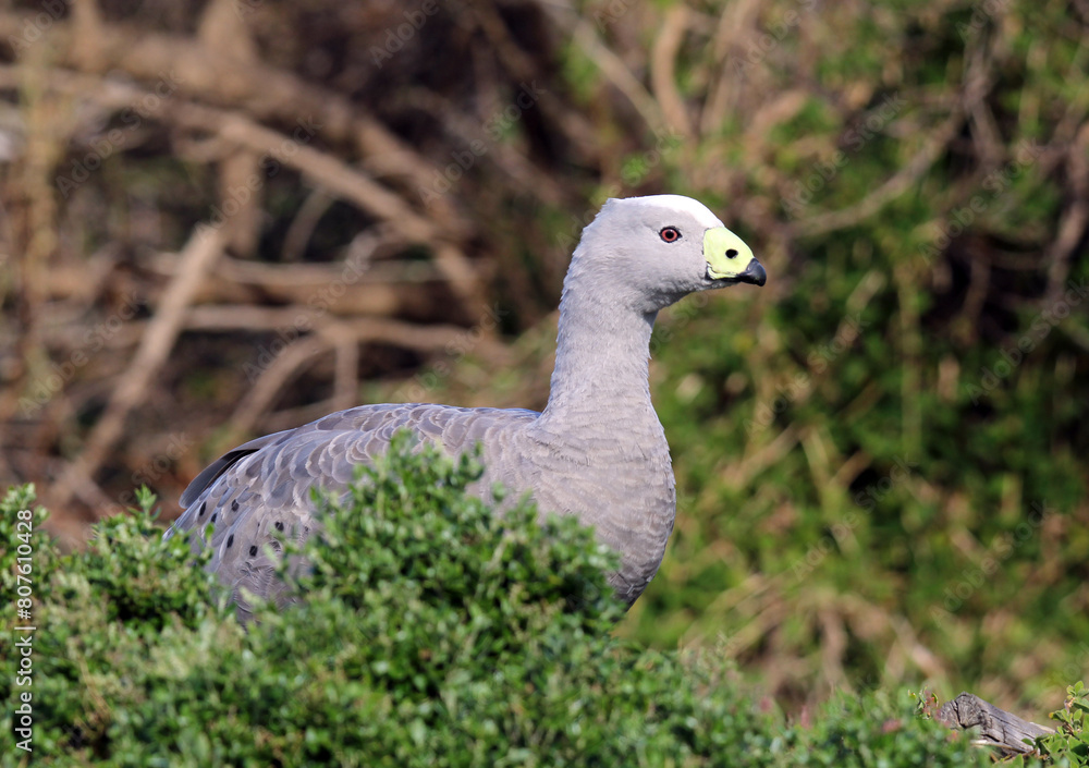 Cape Barren Goose bird standing behind a green shrub Cape Barren Goose bird standing behind a green shrub