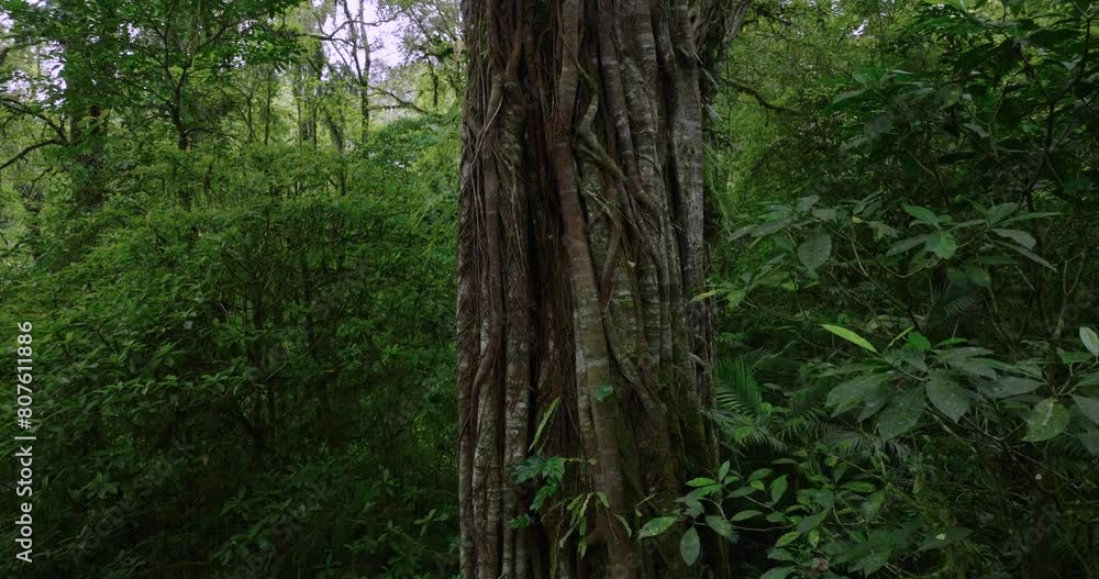 Lush green jungle with abundant trees, plants, and groundcover Lush green jungle with abundant trees, plants, and groundcover
