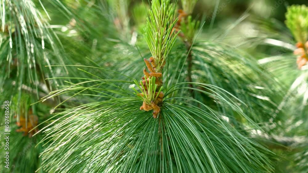 Many pine male cones in sunny springtime day with lush green needles in wild woodland Many pine male cones in sunny springtime day with lush green needles in wild woodland