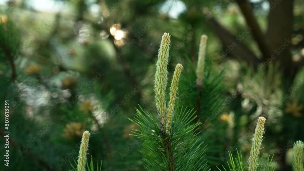 Young cones and green needles of a Black pine (Pinus nigra) tree close up in daytime Young cones and green needles of a Black pine (Pinus nigra) tree close up in daytime