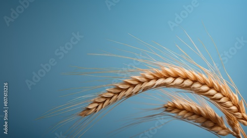  a single grain of wheat  capturing the essence of life and the foundation of a balanced diet. 