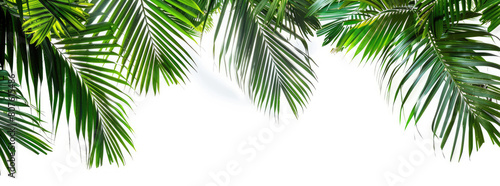trunk and leaves of palm tree on a white background 