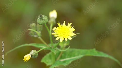 Yellow wild weed sow thistle flower in the field. Sonchus oleraceus photo