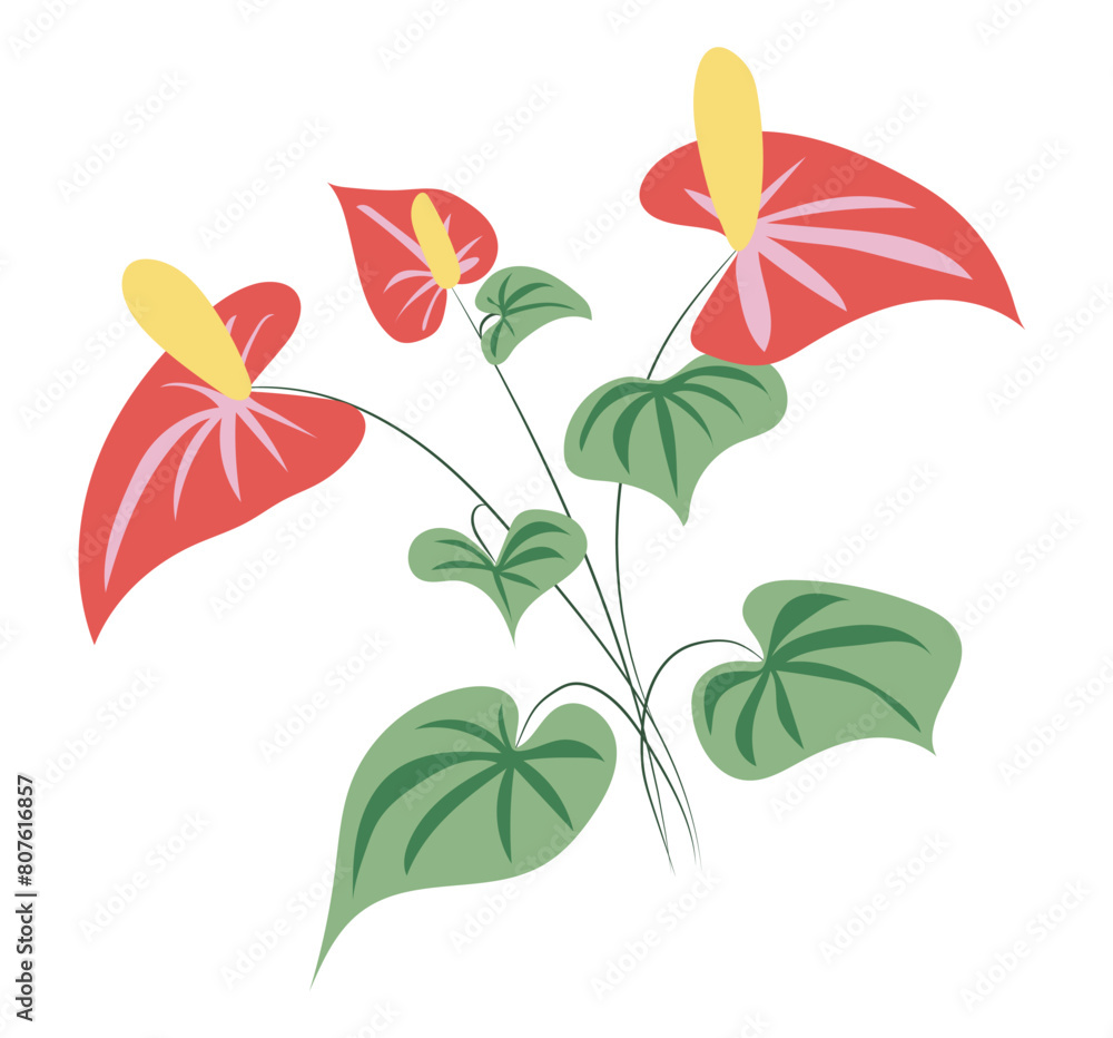 Obraz premium Anthurium flowers with leaves in flat design. Tropical blossoms with foliage. Vector illustration isolated.