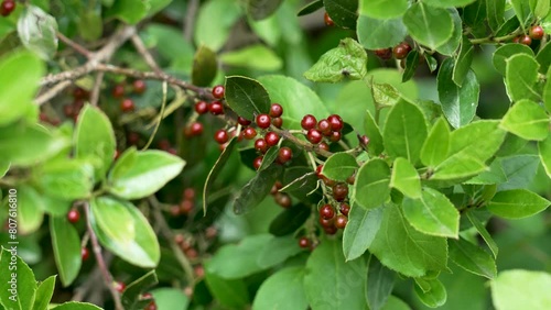 Uncultivated Italian buckthorn ripe red berry in wild forest close up. Rhamnus alaternus photo