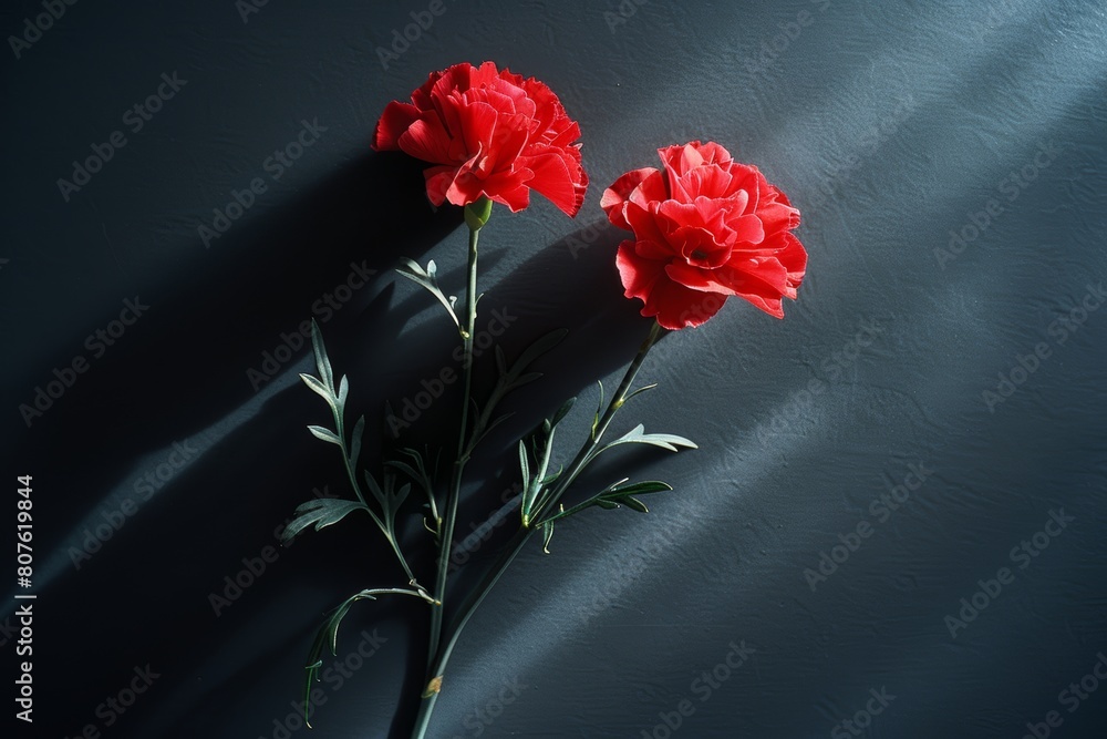 Red carnations on black background Red carnations on black background