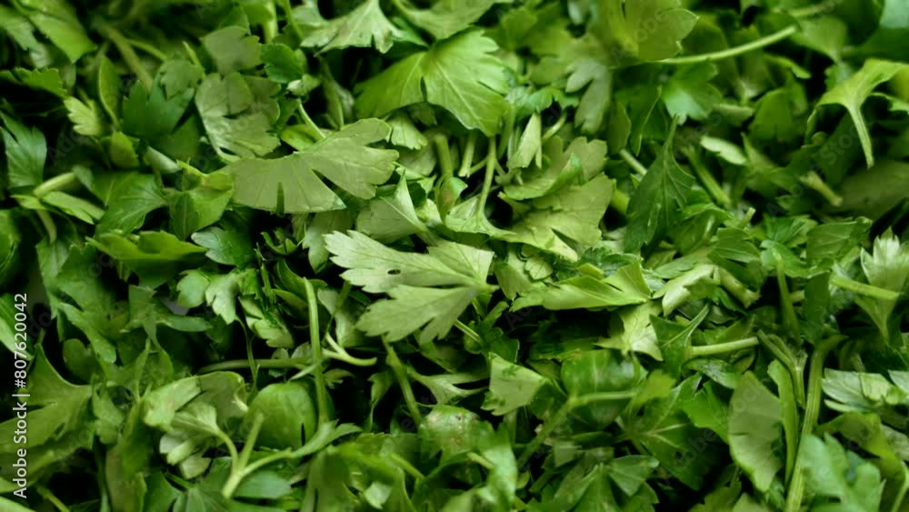 Fresh parsley chopped leaves as a wholesome herbal salad ingredient. Top view. Rotation Fresh parsley chopped leaves as a wholesome herbal salad ingredient. Top view. Rotation