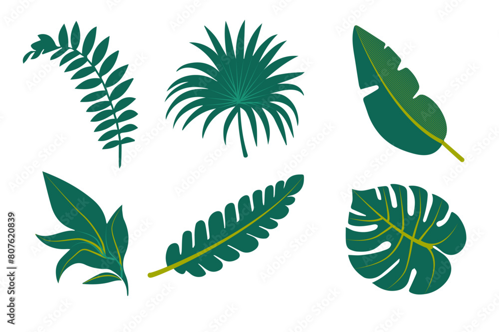 Tropic leaves set isolated on the white background. Vector illustration EPS 10