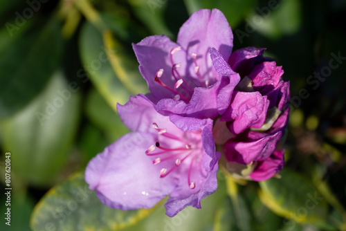 Pink Rhododendron flowers with dew drops, early in the morning. Petals, stamens and pistils. Selective focus