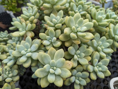 Close up on green colored succulents with plump leaves which looks like flowers
