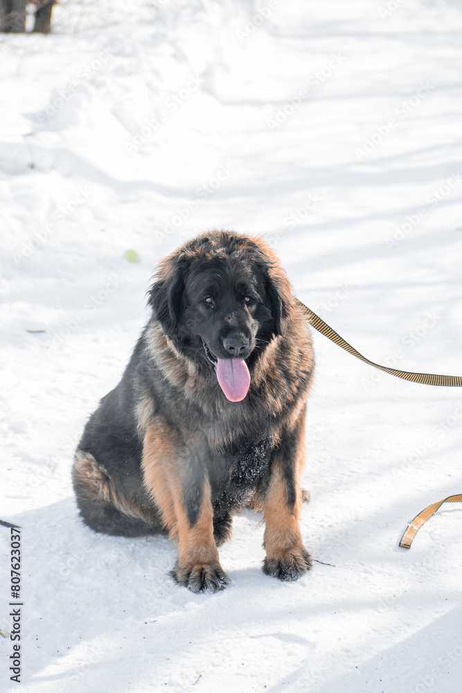 Naklejka premium Full length portrait of a purebred Leonberger dog sitting against the backdrop of a winter park.