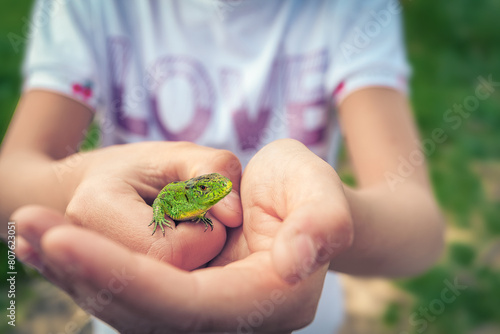 Boy in a white T-shirt holds a green lizard in his hands. Green lizard sunbathing on summer meadow. Beautiful scary green and blue exotic lizard with vibrant colors in natural environment. photo