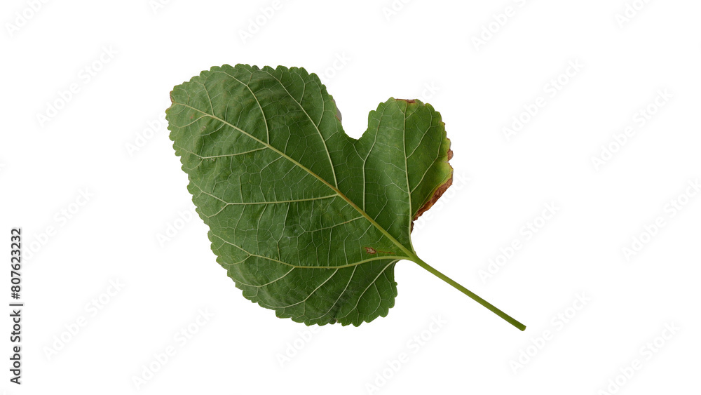 Mulberry leaves with Isolate Leaves on transparent background. Png file. Mulberry leaves with Isolate Leaves on transparent background. Png file.
