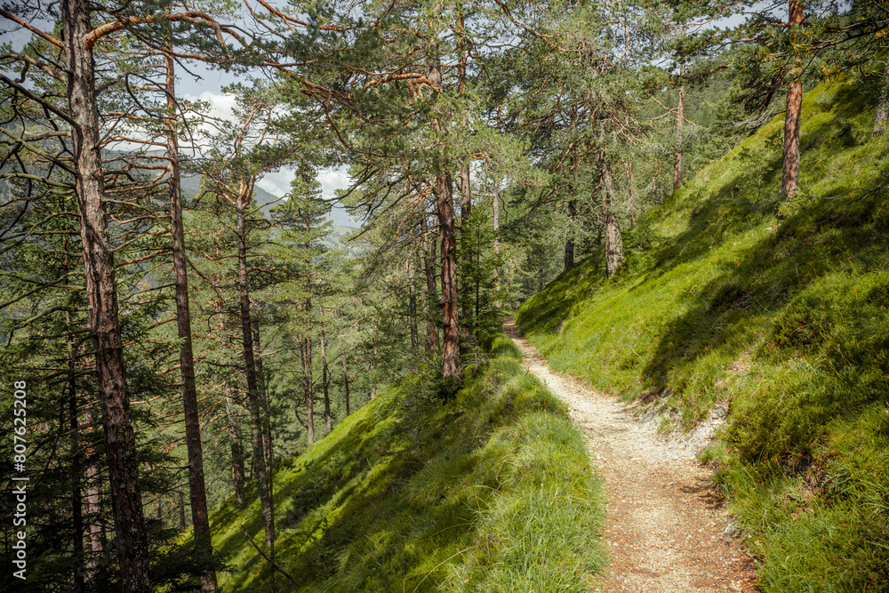 Fototapeta premium Long a path inside a peaceful forest , no people around