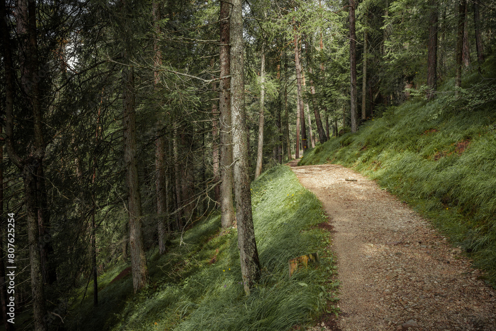 Fototapeta premium Long a path inside a peaceful forest , no people around
