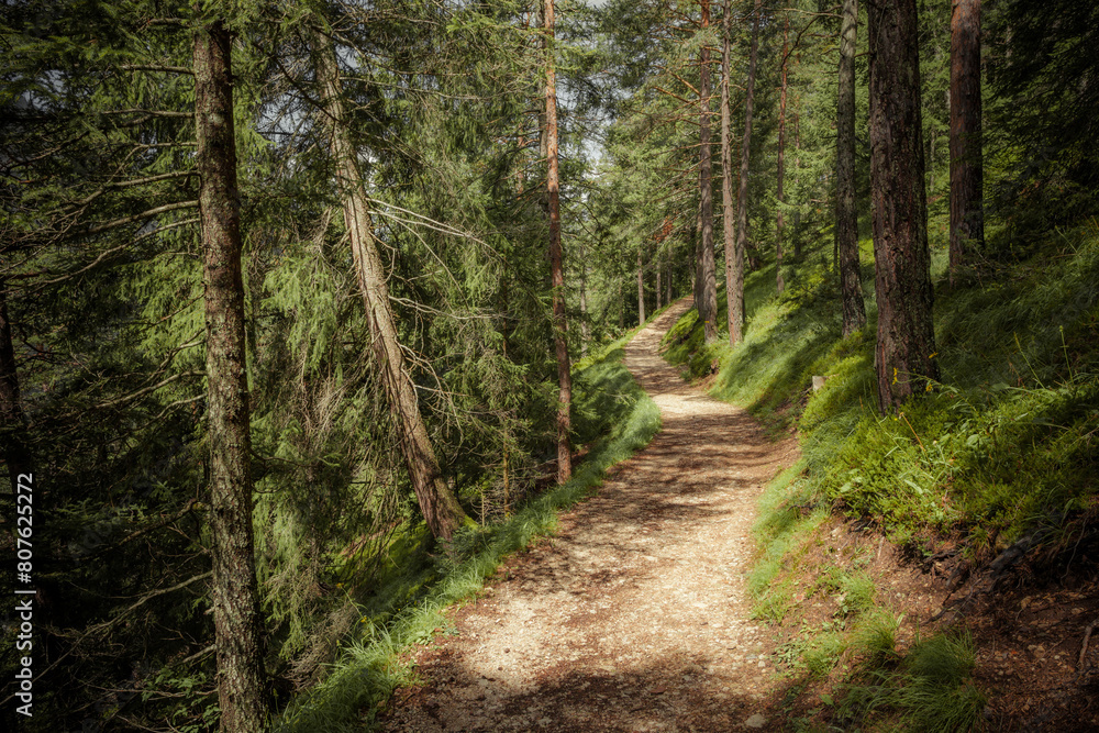 Long a path inside a peaceful forest , no people around Long a path inside a peaceful forest , no people around