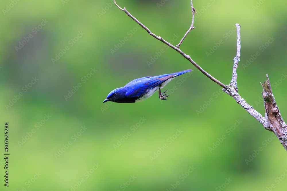 新緑の中、羽虫を捕らえるために飛び立つ（フライキャッチ）美しいオオルリ（ヒタキ科）。

日本国神奈川県相模原市、早戸川林道にて。
2024年4月撮影。

A beautiful Blue-and-white Flycatcher (Cyanoptila cyanomelana, family of the flycatcher) takes off (fly-catches) to catch a