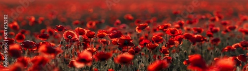 A Red Poppies A Poignant Symbol of  remembrance and memorial day   Remembrance and Sacrifice on Anzac Day