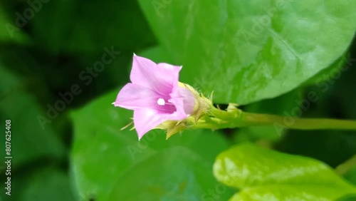 Lindernia crustacea photo